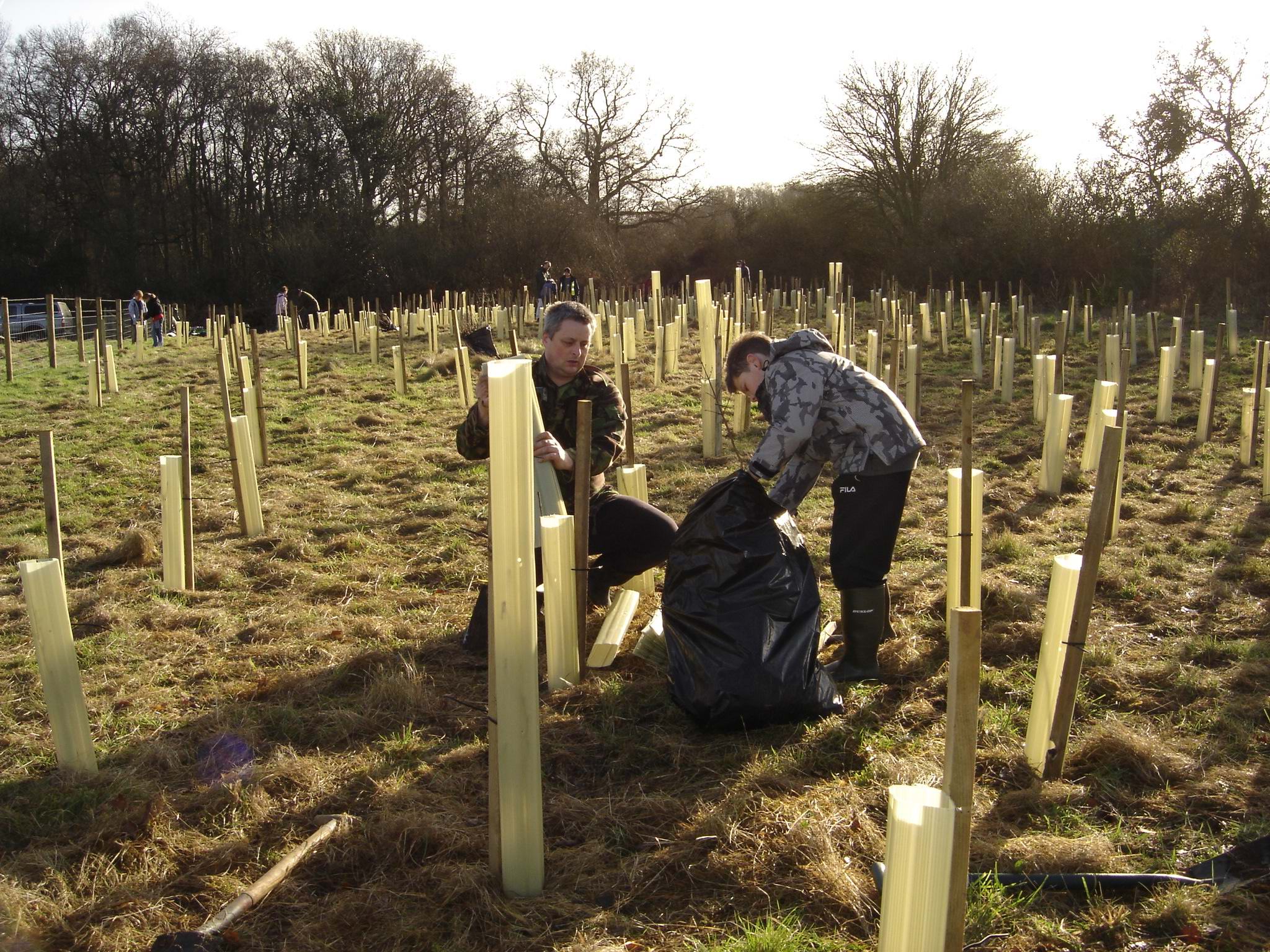 Planting trees in the cold